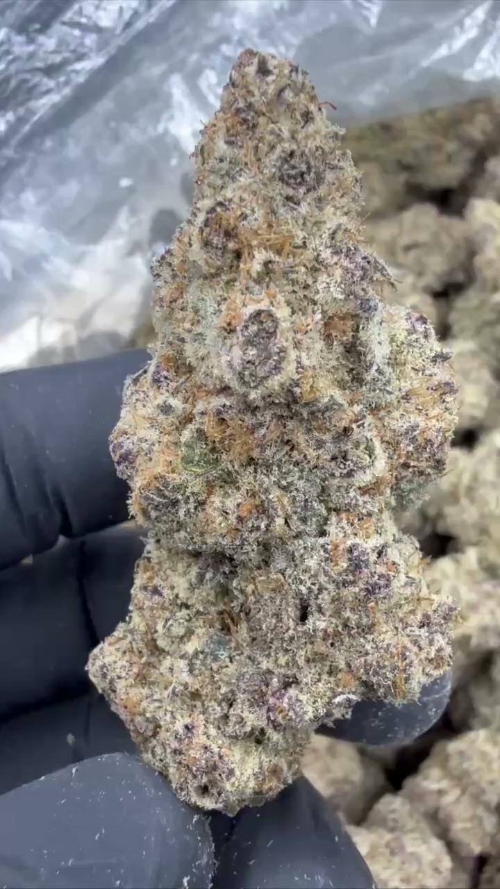 GELATO 50 — wholesale hybrid flower