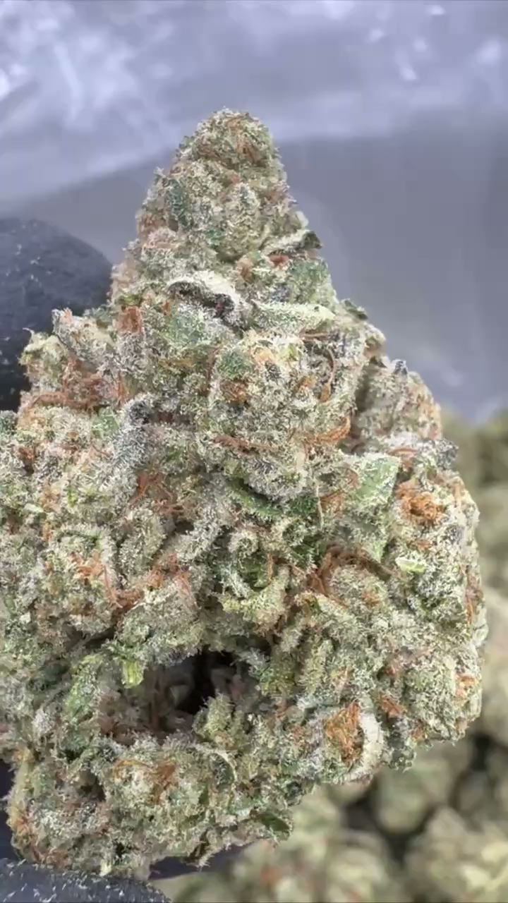 GELATO 51 — wholesale indica flower