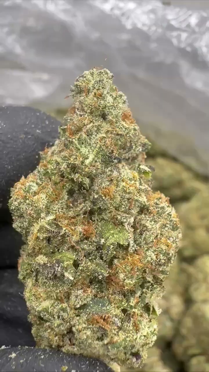 GELATO 52 — wholesale indica flower