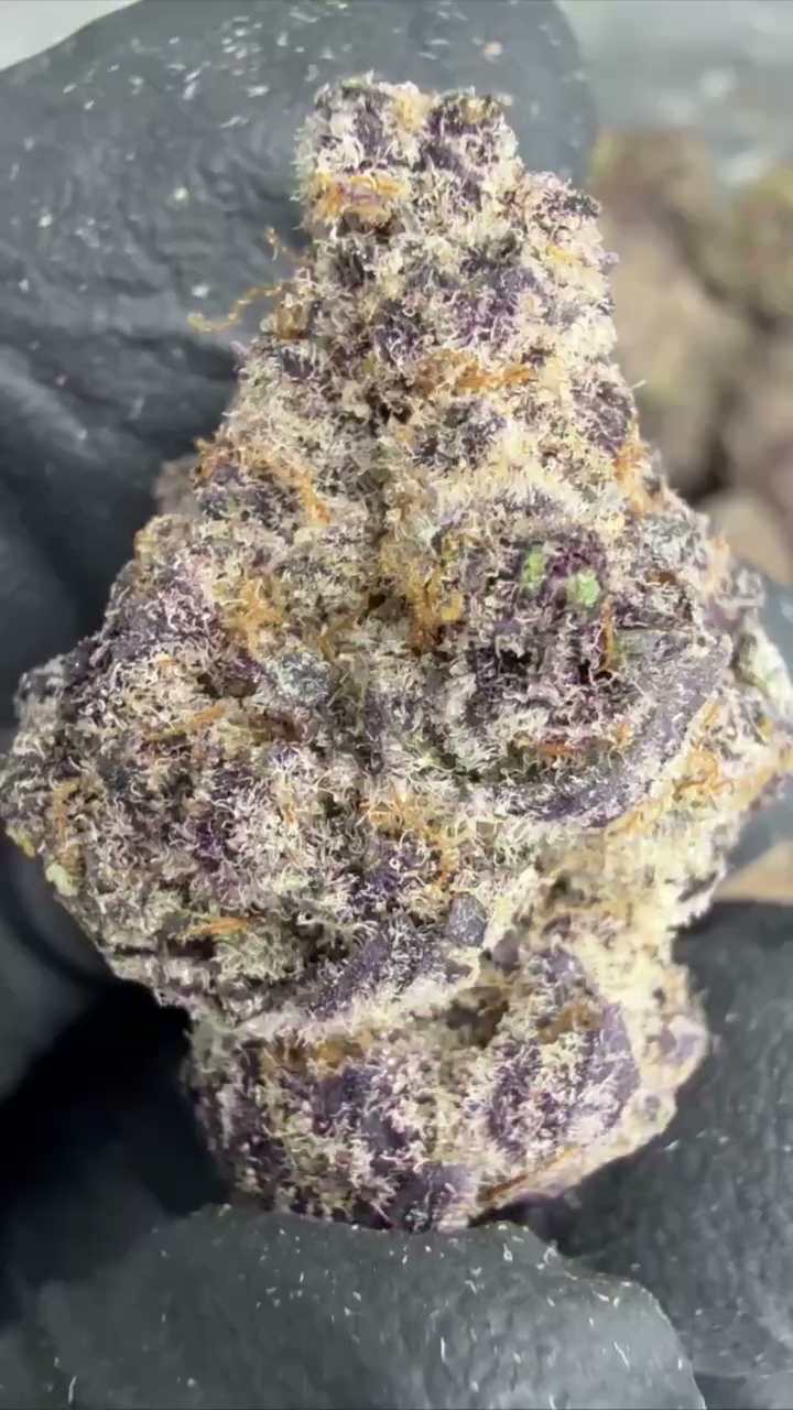 GELATO 53 — wholesale hybrid flower