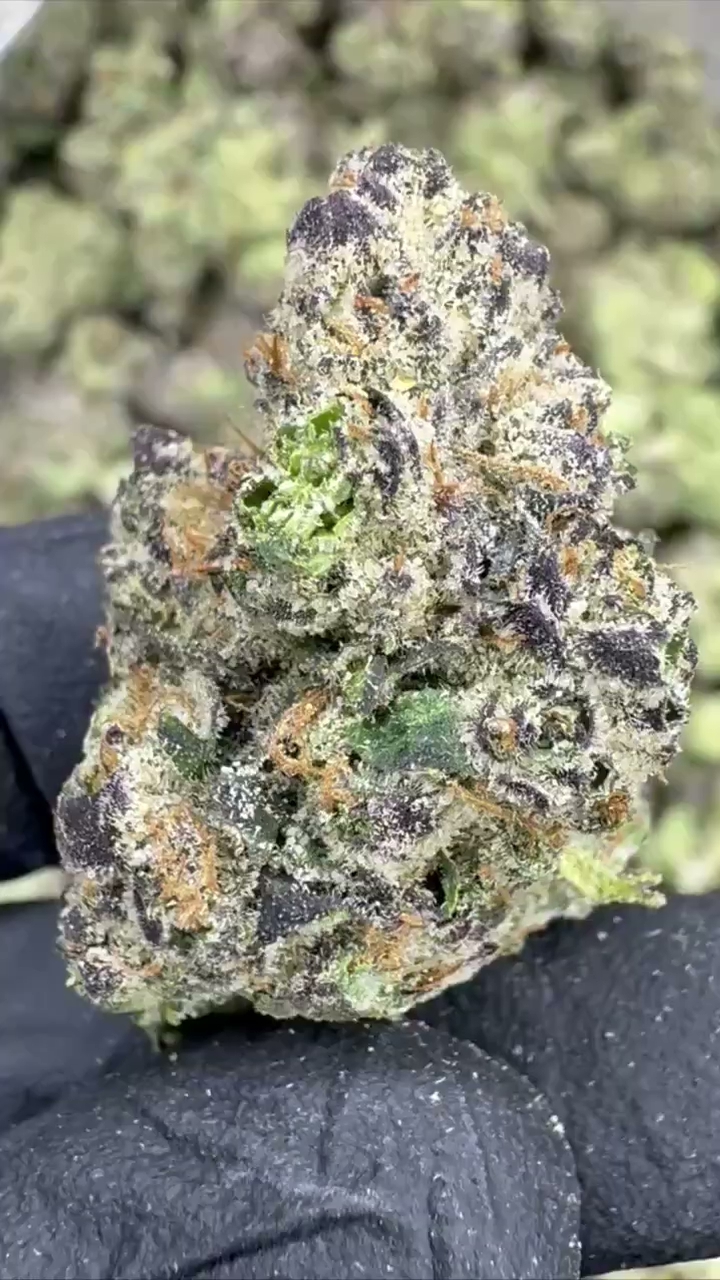 GELATO 54 — wholesale hybrid flower