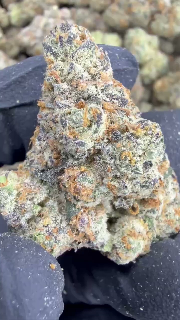 GELATO 60 — wholesale hybrid flower