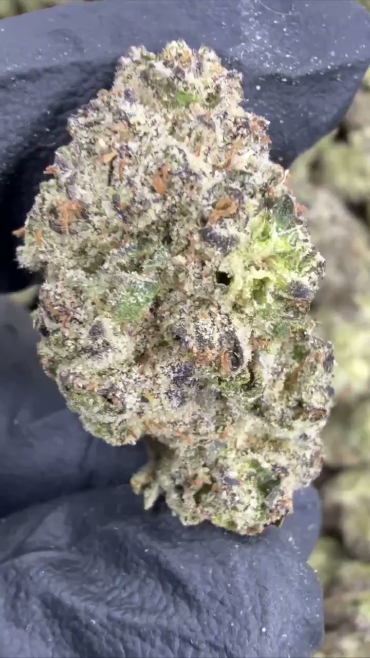 GELATO 62 — wholesale hybrid flower