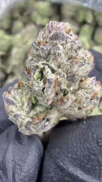 GELATO 63 — wholesale indica flower