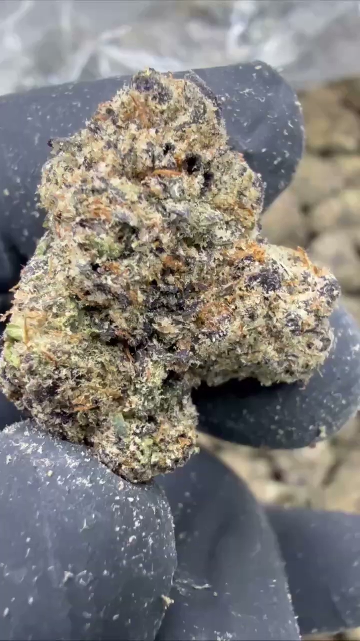 GELATO 64 — wholesale hybrid flower