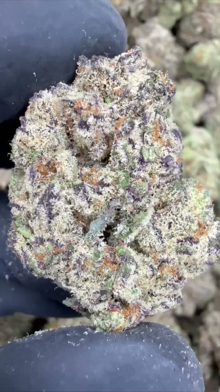 GELATO 65 — wholesale hybrid flower