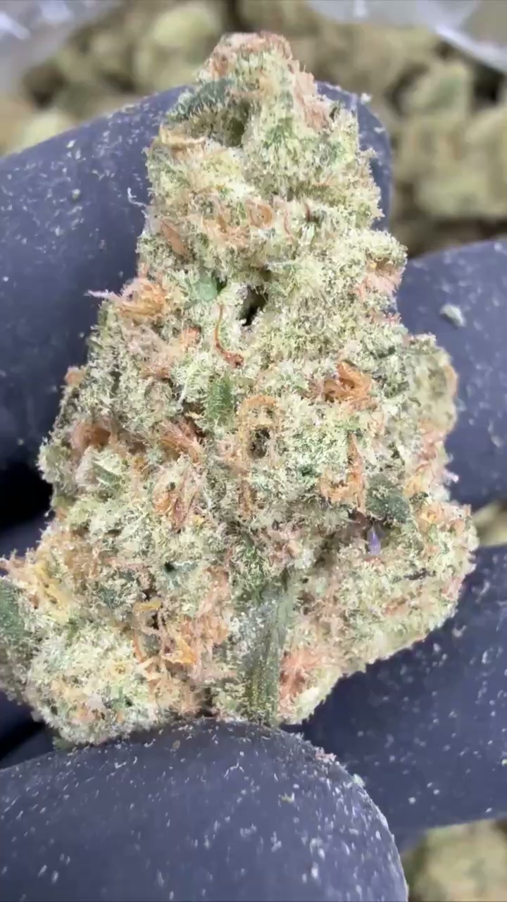 GELATO 66 — wholesale indica flower