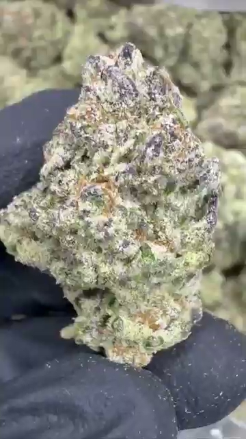 GELATO 67 — wholesale indica flower