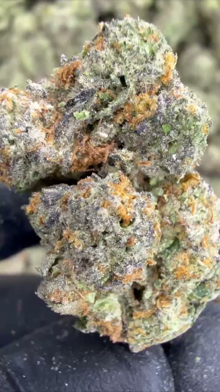 GELATO 68 — wholesale hybrid flower