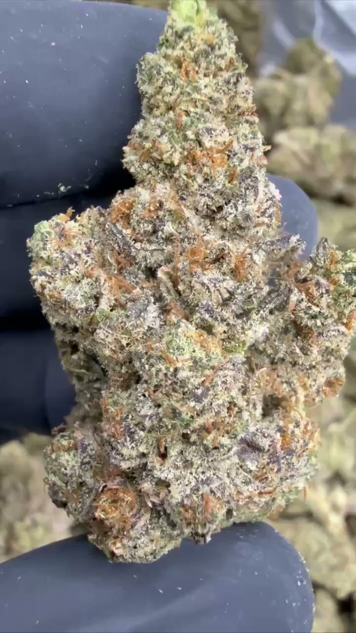 GELATO 69 — wholesale indica flower