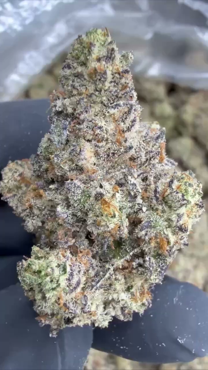 GELATO 70 — wholesale hybrid edible