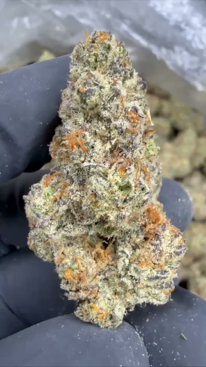 GELATO 71 — wholesale indica flower
