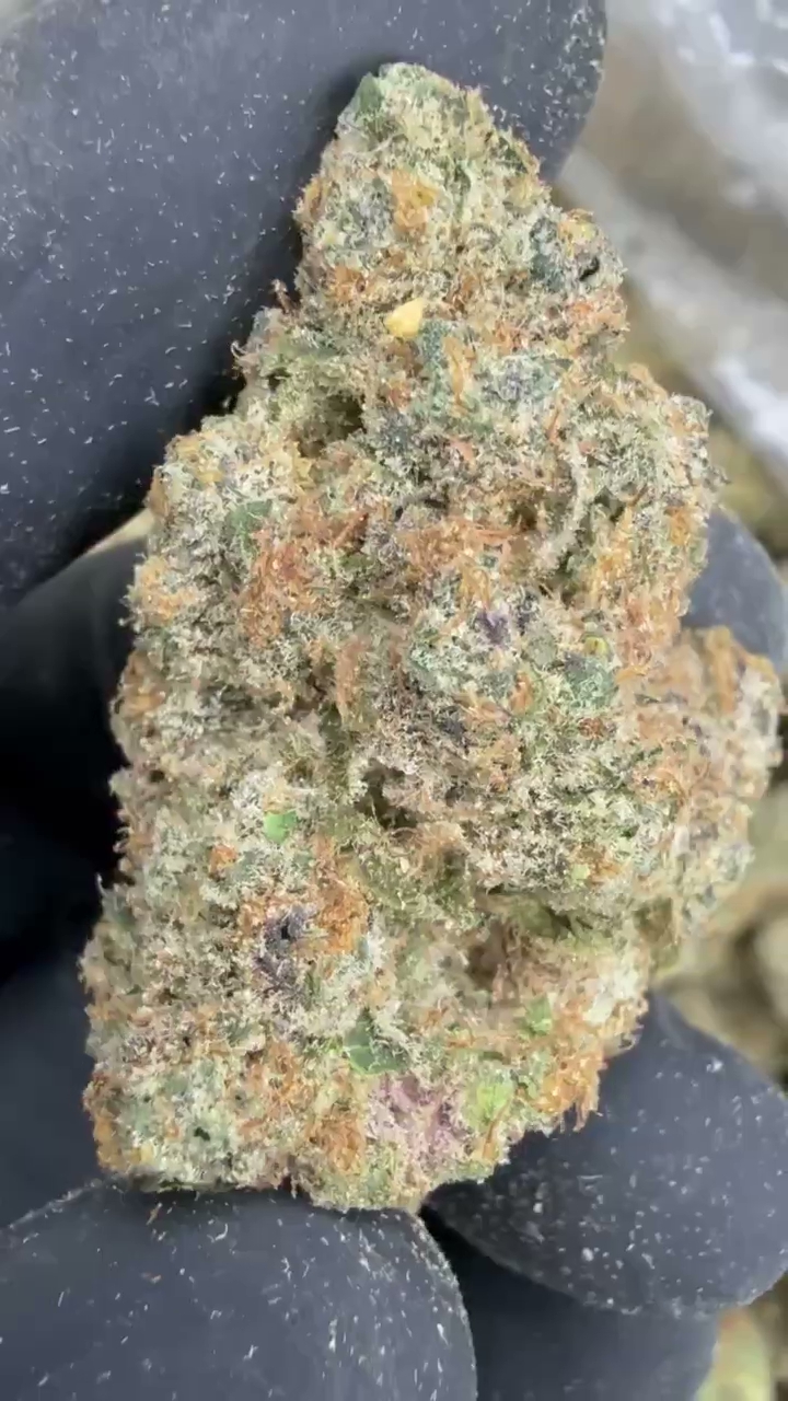 GELATO 72 — wholesale hybrid flower
