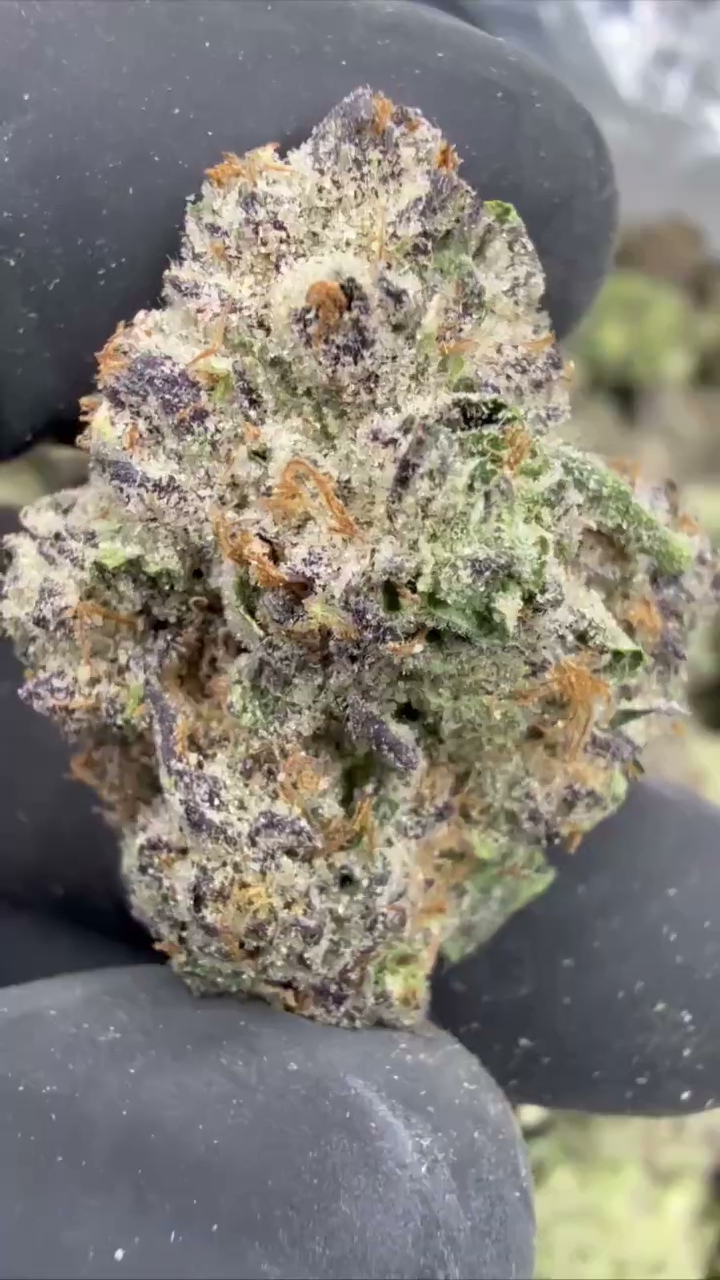 GELATO 74 — wholesale hybrid flower