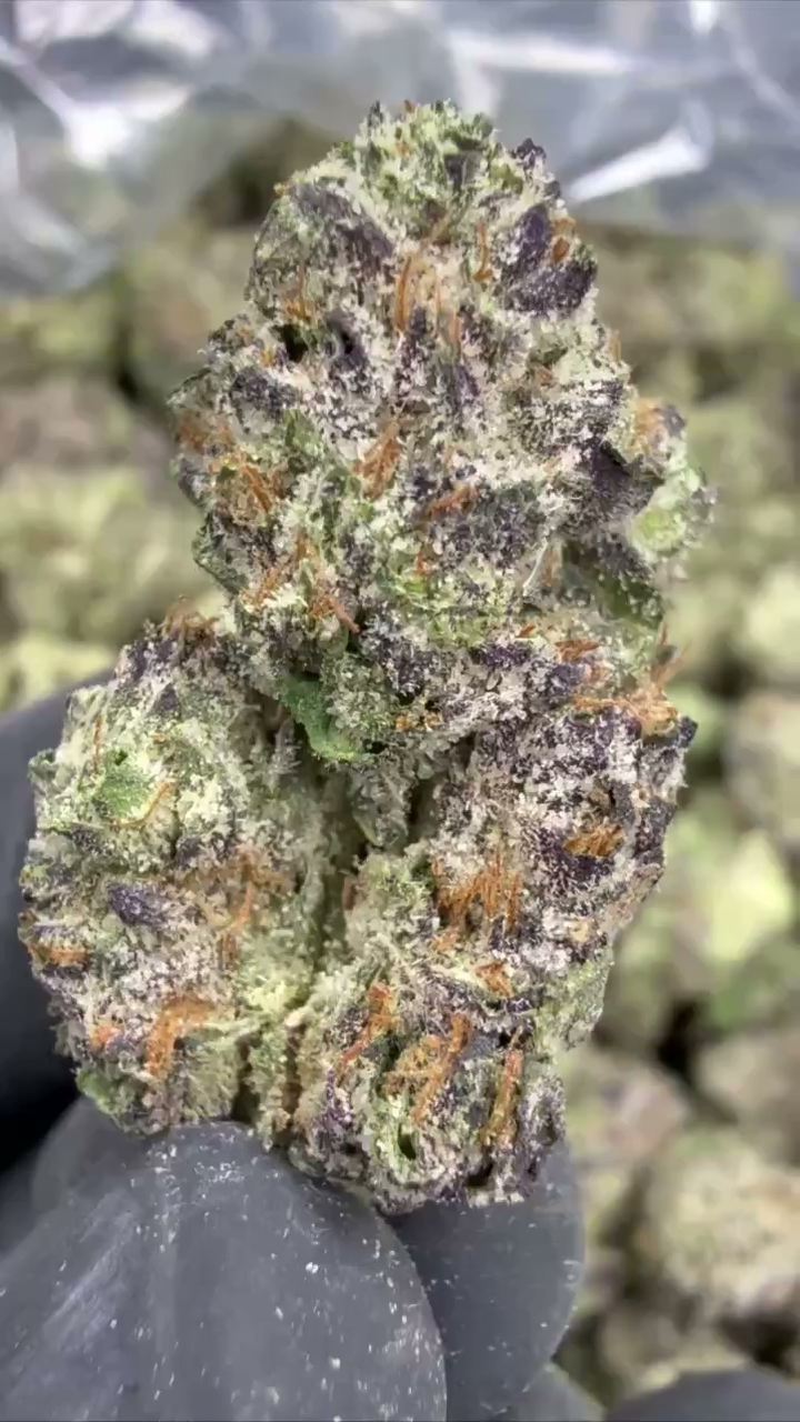 GELATO 75 — wholesale hybrid edible