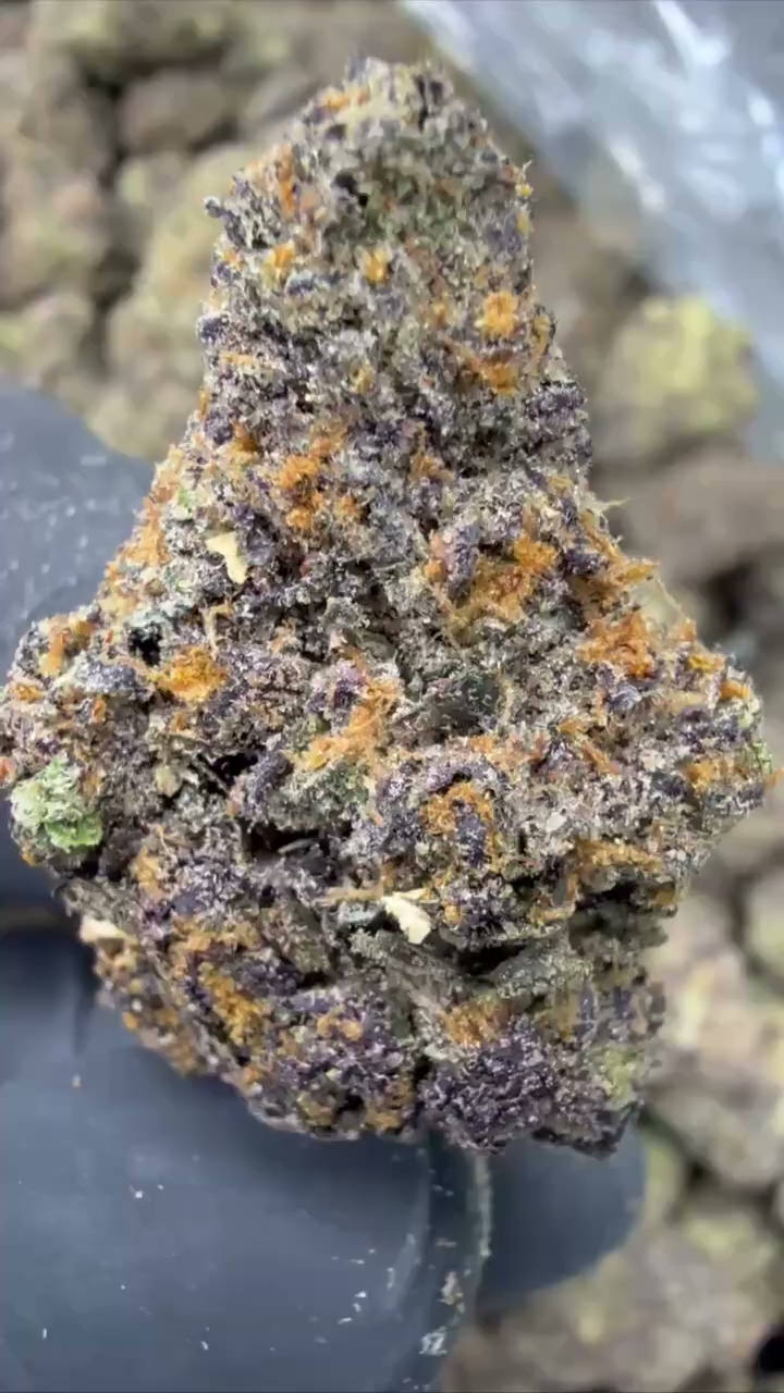 GELATO 77 — wholesale hybrid flower