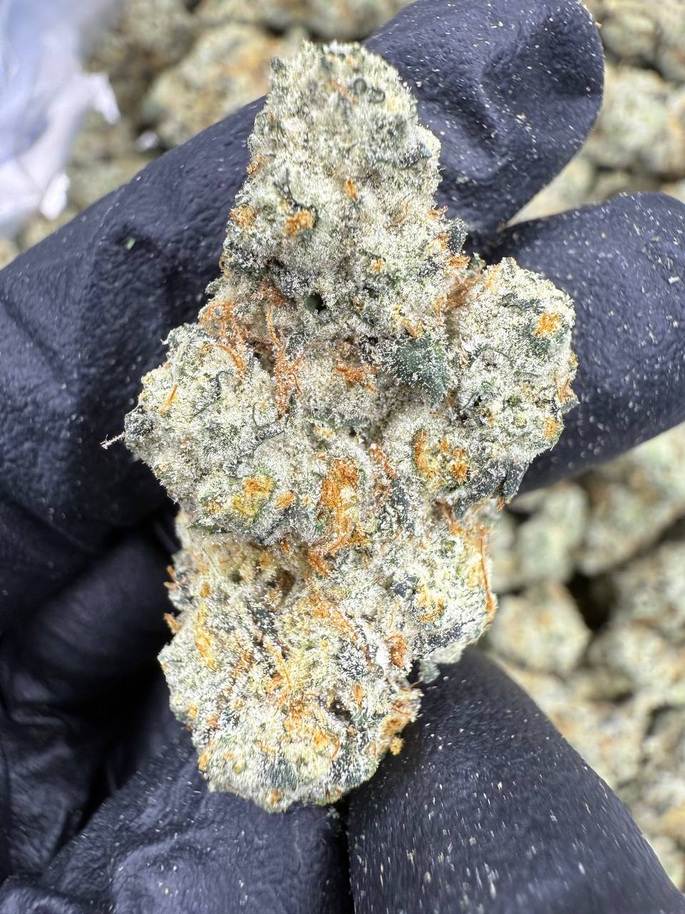 GELATO 80 — wholesale hybrid flower