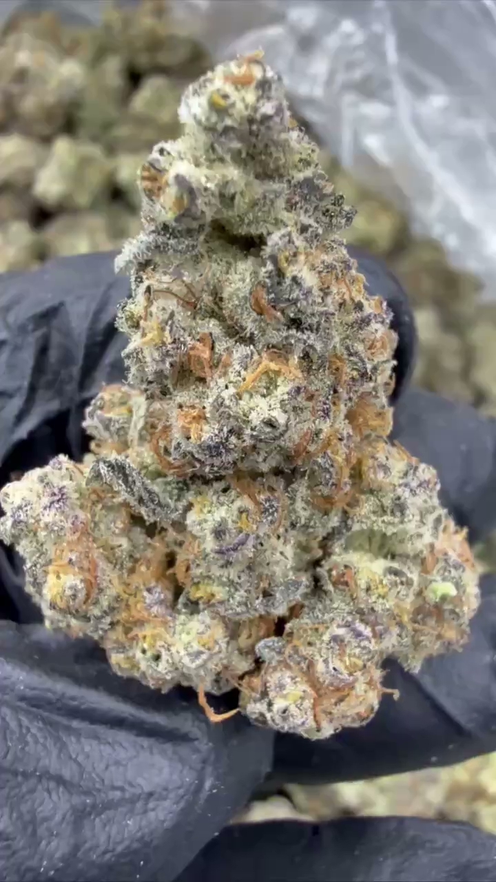 GELATO 81 — wholesale hybrid flower