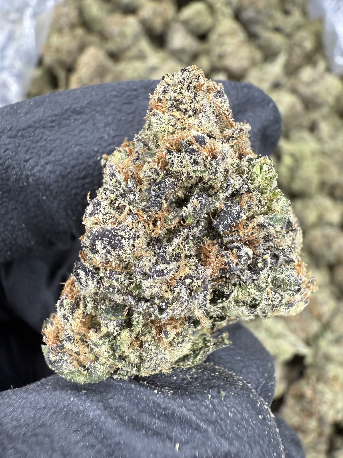 GELATO 84 — wholesale hybrid flower