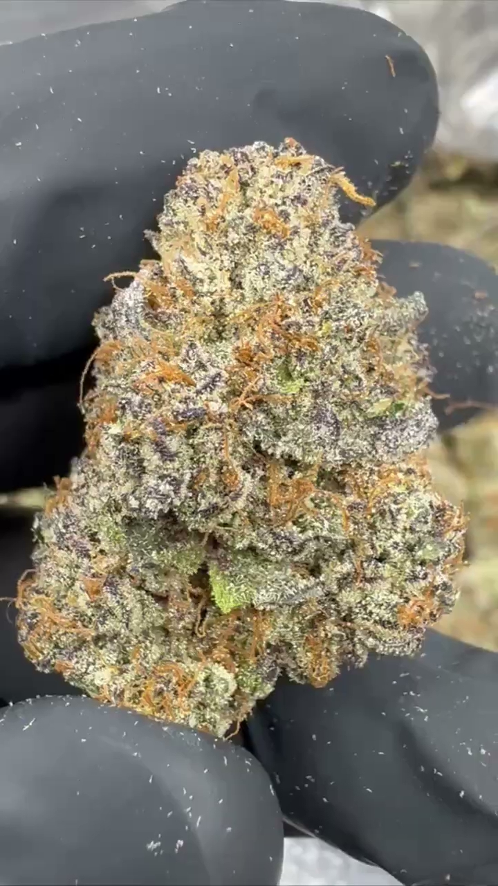 GELATO 85 — wholesale hybrid flower