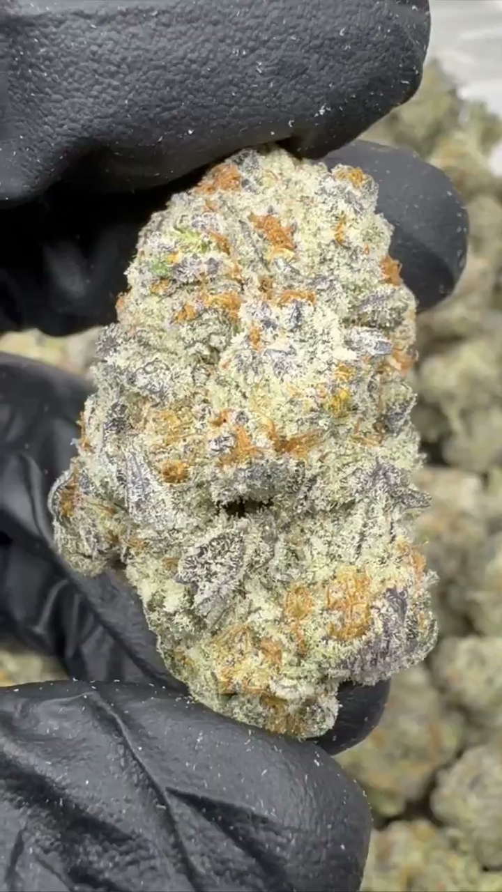 GELATO 86 — wholesale hybrid edible