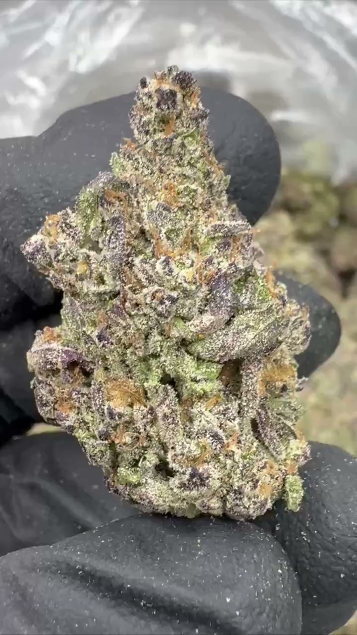 GELATO 87 — wholesale hybrid flower