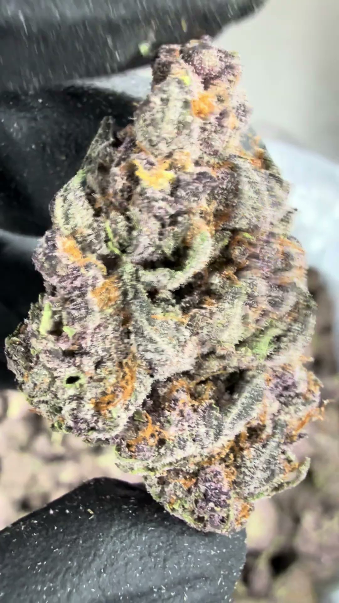 GELATO 90 — wholesale sativa flower