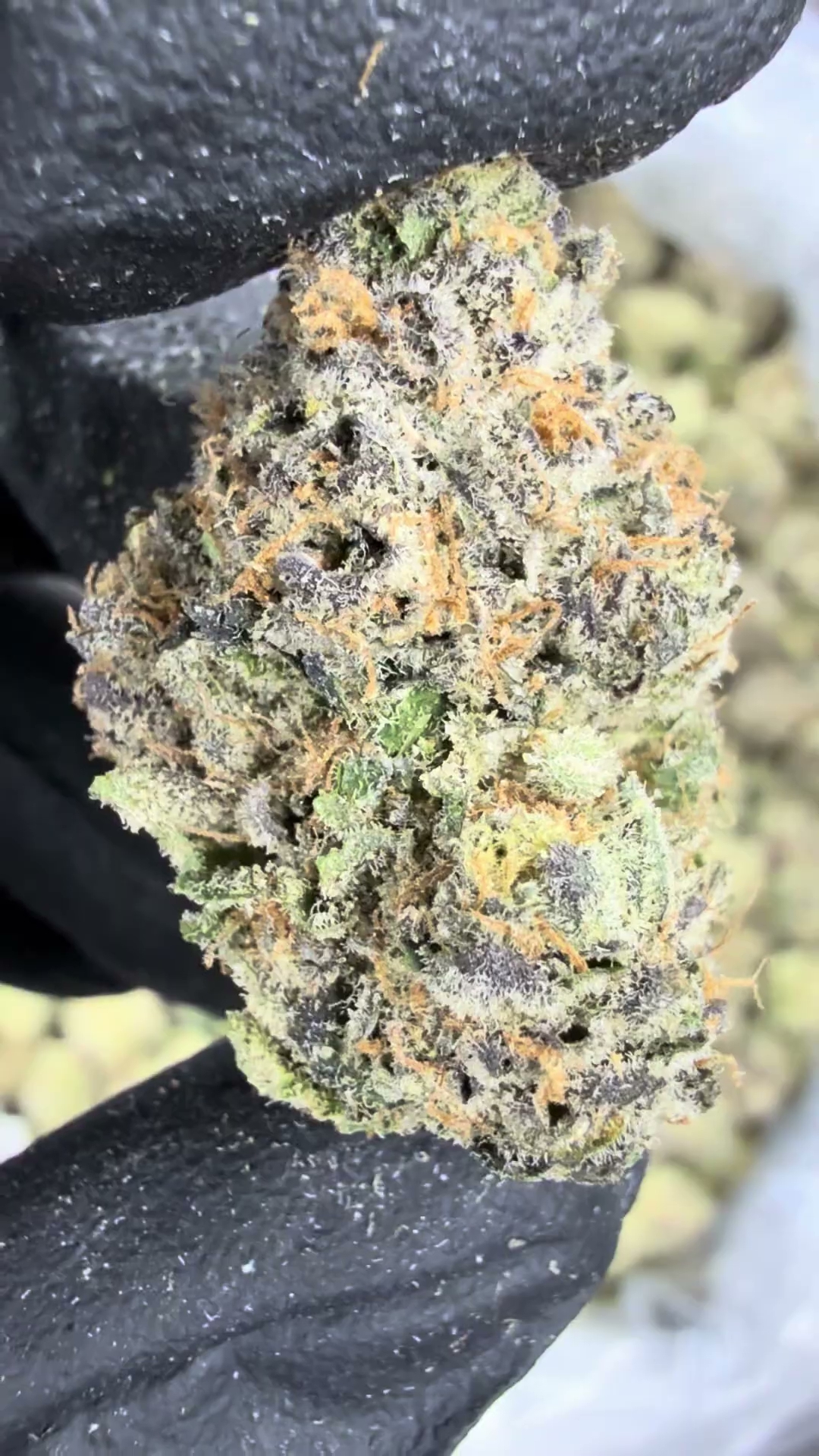 GELATO 91 — wholesale sativa flower