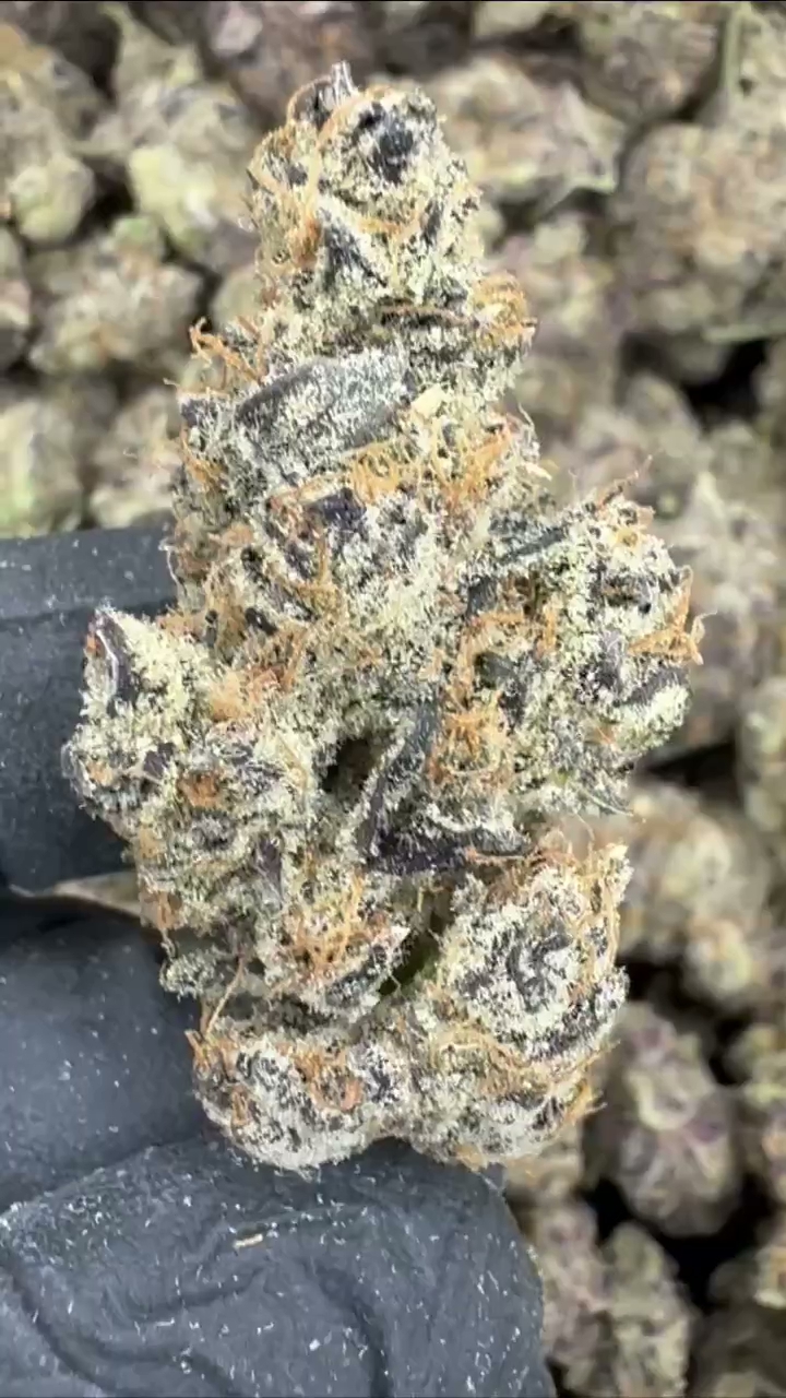 GELATO 95 — wholesale sativa flower
