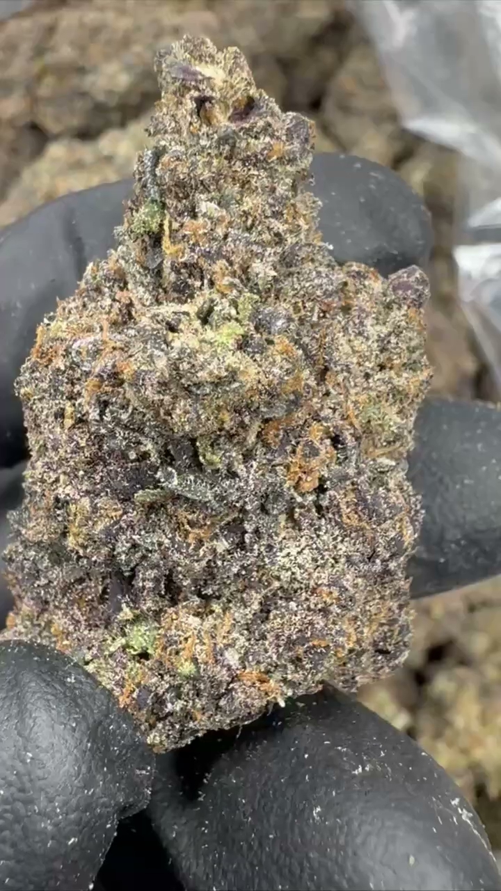 GELATO 99 — wholesale hybrid flower