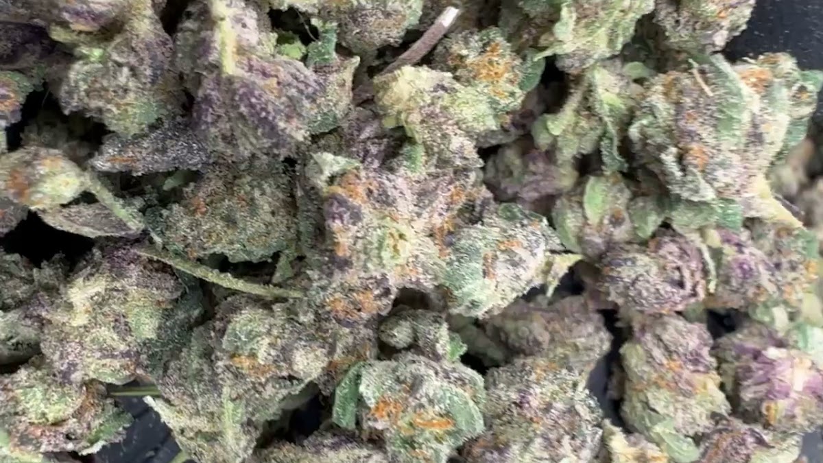 GELATO 100 — wholesale hybrid flower