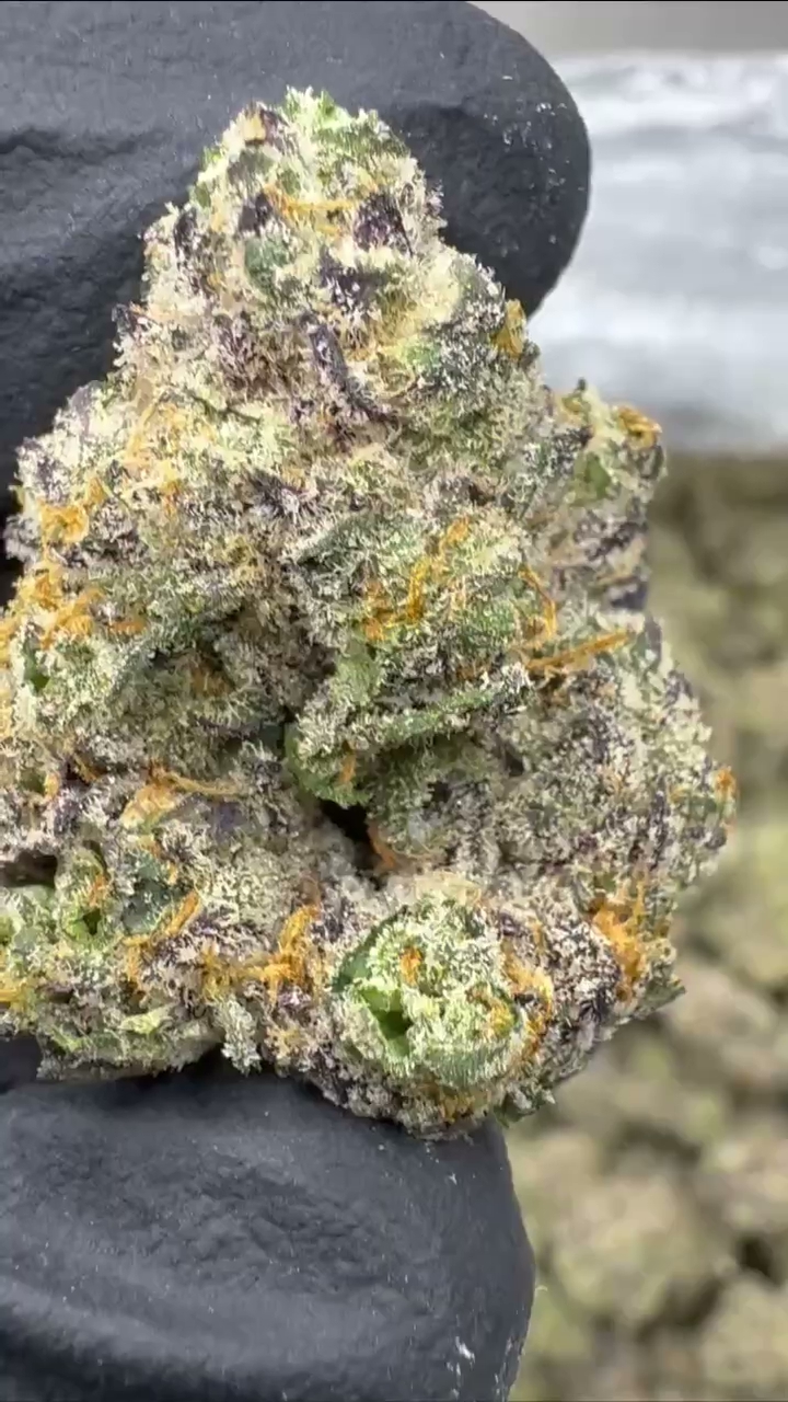 GELATO 103 — wholesale hybrid flower