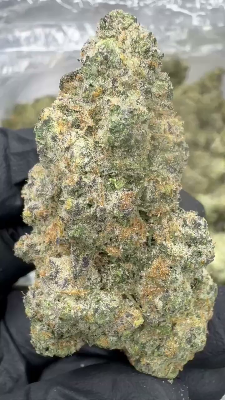 GELATO 104 — wholesale hybrid flower