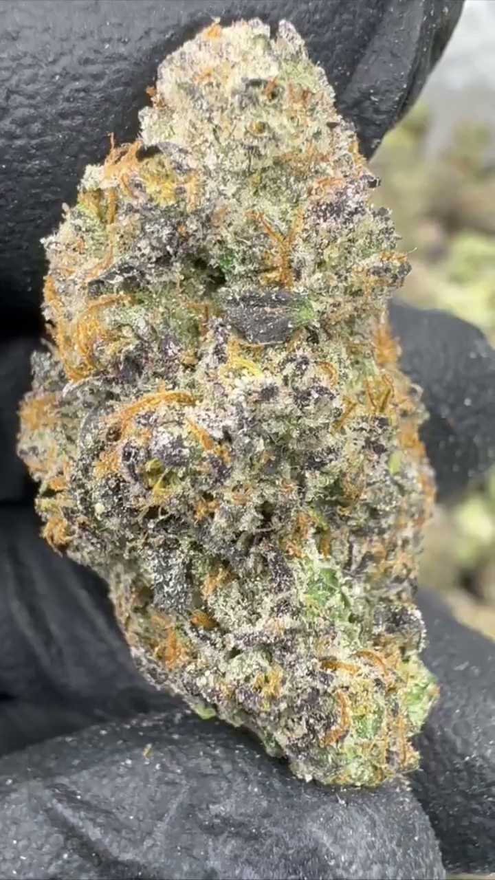 GELATO 105 — wholesale indica flower