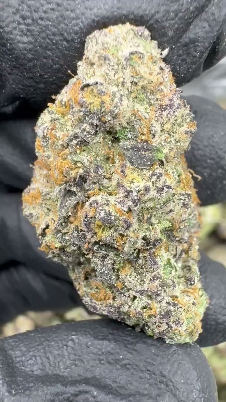 GELATO 106 — wholesale hybrid flower