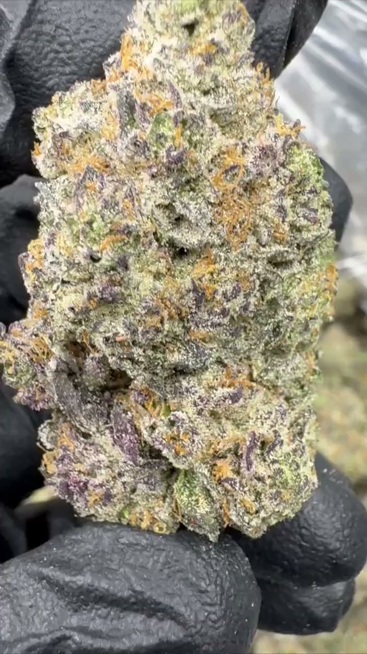 GELATO 107 — wholesale indica flower