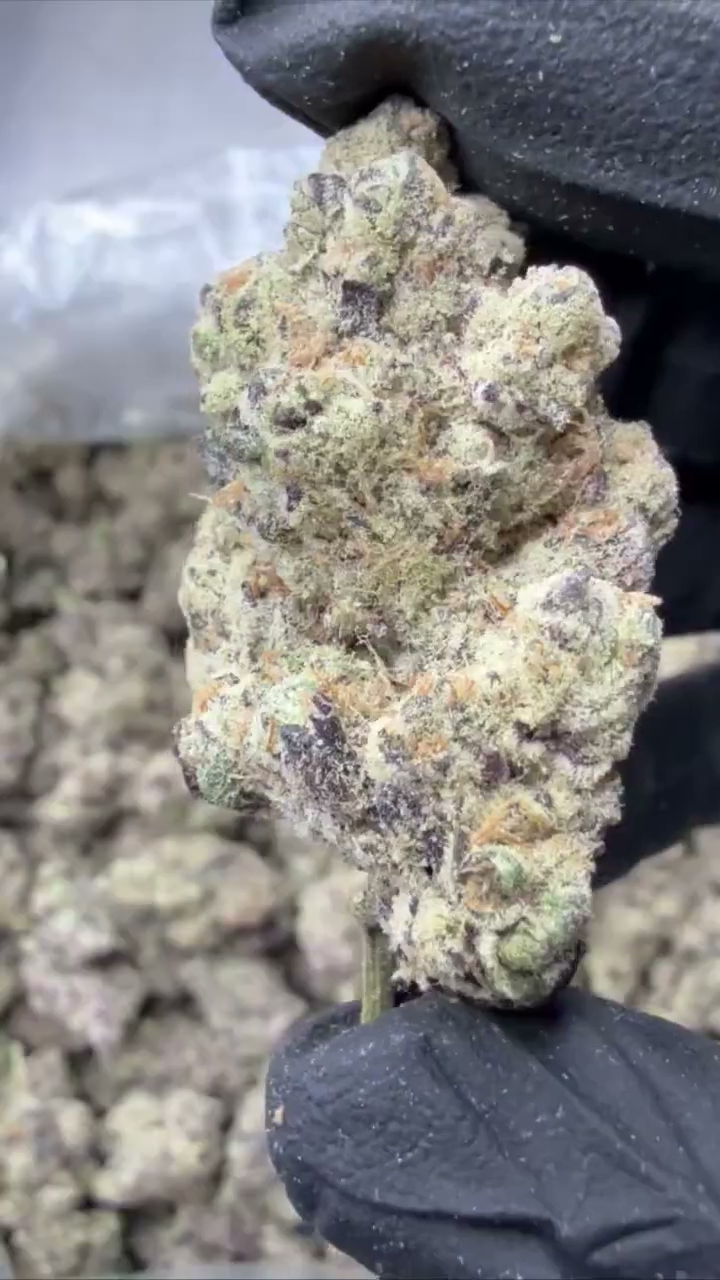 GELATO 110 — wholesale indica flower