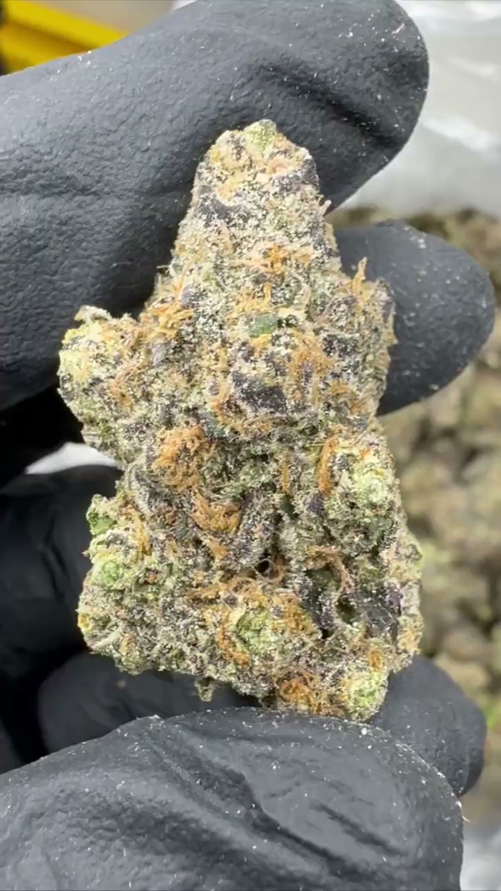 GELATO 111 — wholesale indica flower
