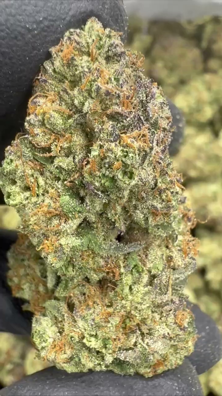 GELATO 112 — wholesale indica flower