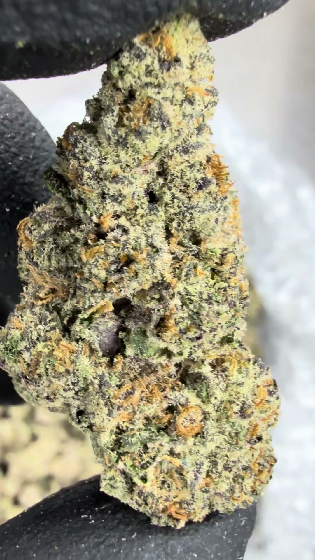 GELATO 113 — wholesale hybrid flower