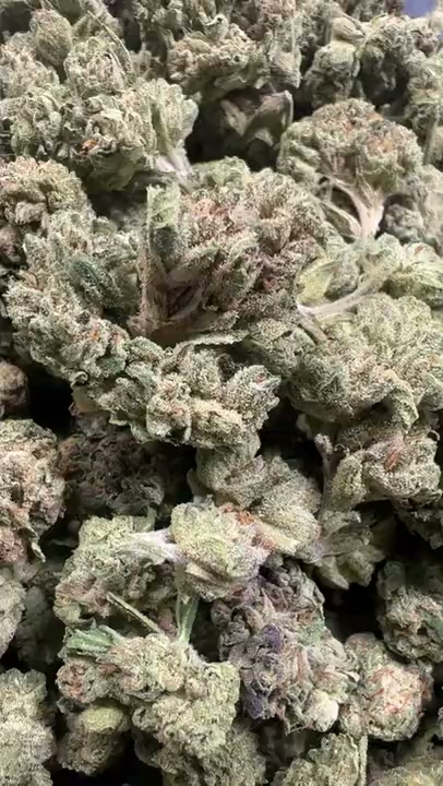 GELATO 114 — wholesale indica flower