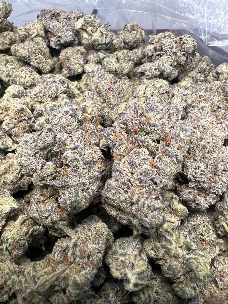 GELATO 116 — wholesale hybrid flower