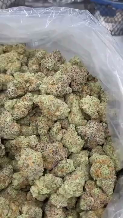 GELATO 118 — wholesale indica flower