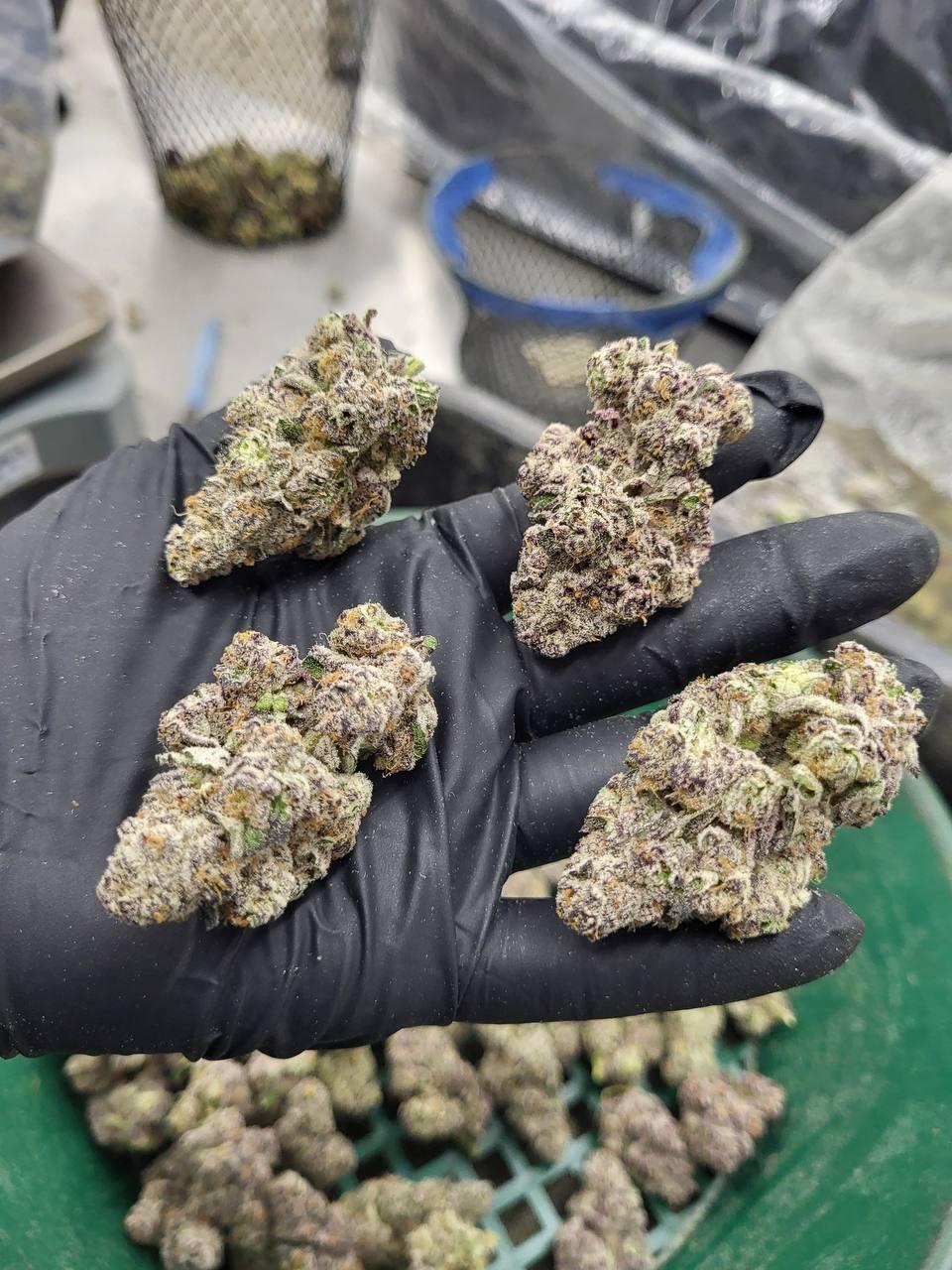 GELATO 119 — wholesale hybrid flower
