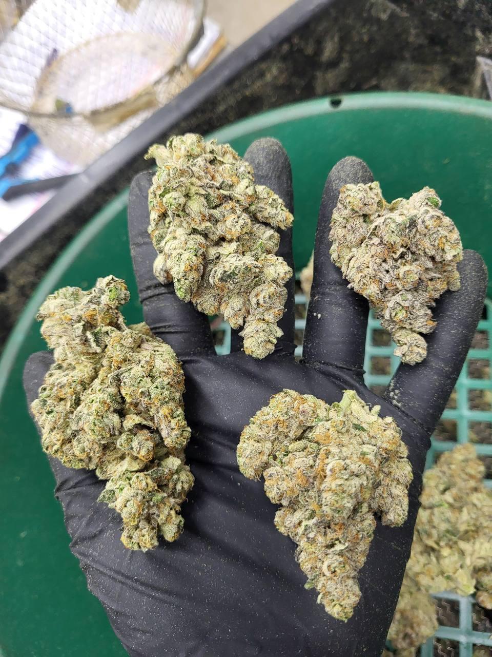 GELATO 120 — wholesale indica flower