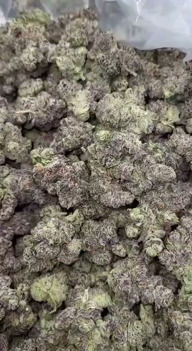 GELATO 121 — wholesale hybrid flower
