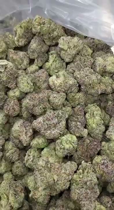 GELATO 122 — wholesale indica flower
