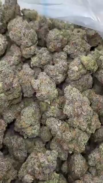 GELATO 128 — wholesale indica flower