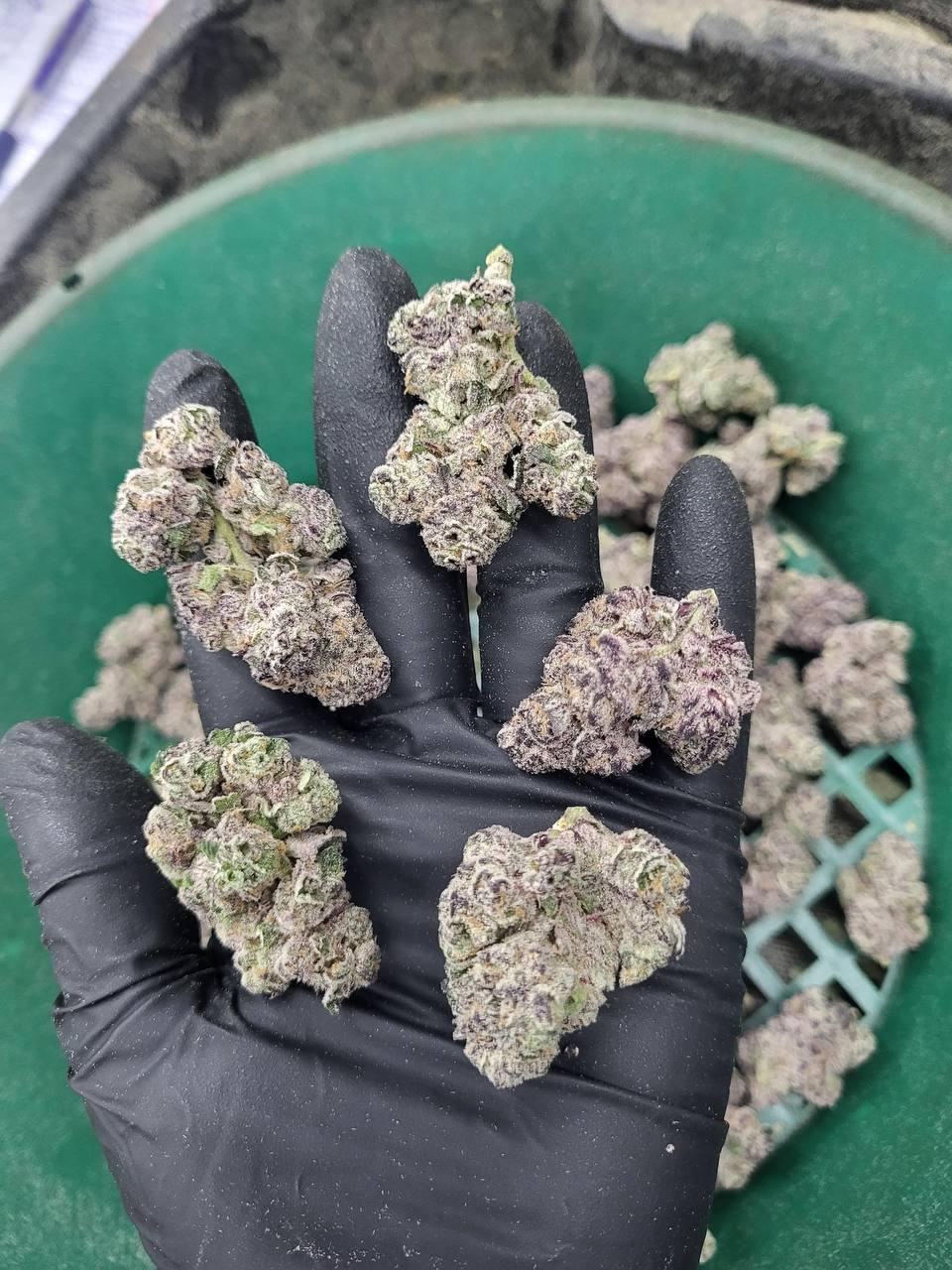 GELATO 136 — wholesale indica flower