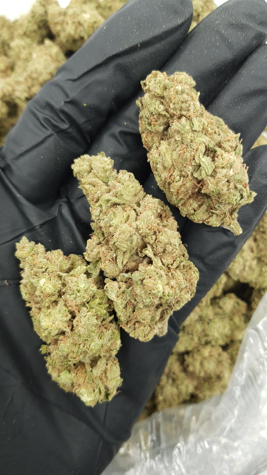 GELATO 137 — wholesale sativa flower